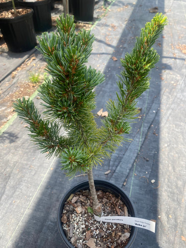 Pinus parviflora 'Aoba jo' - mapleridgenursery